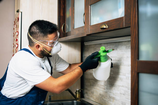 Best Rat Extermination Near Me  in Oquawka, IL